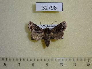 Noctuidae sp.  4 Madagascar 2