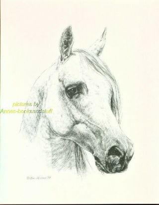 197 Grey Arabian Horse Portrait Pen And Ink Drawing By Jan Jellins