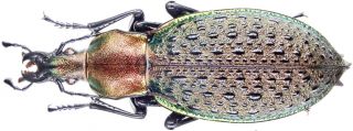 Insect - Carabidae Coptolabrus Smar.  Honanensis - China - Female 35 40mm.