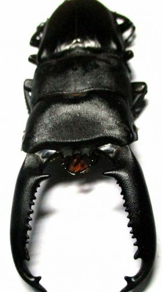 K003 Lucanidae: Dorcus Titanus Palawanicus Male 93mm
