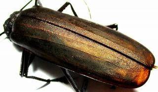 J005 Cerambycidae: Prioninae: Anomophysis Absurda Female 73mm A -
