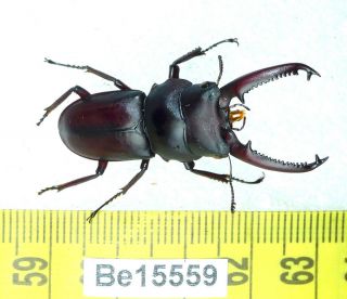 Dorcus Lucanidae Stag Beetle Real Insect Vietnam Be (15559)