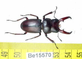 Dorcus Lucanidae Stag Beetle Real Insect Vietnam Be (15570)
