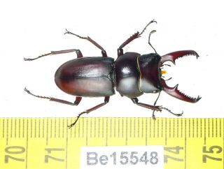 Dorcus Lucanidae Stag Beetle Real Insect Vietnam Be (15548)