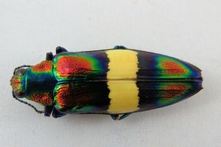 Chrysochroa Toulgoeti Rainbow Beetle Insect Taxidermy Real Insect