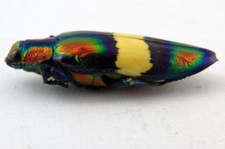 Chrysochroa toulgoeti rainbow beetle insect Taxidermy REAL Insect 2