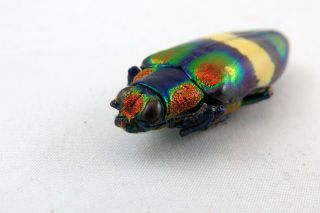 Chrysochroa toulgoeti rainbow beetle insect Taxidermy REAL Insect 3