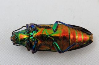 Chrysochroa toulgoeti rainbow beetle insect Taxidermy REAL Insect 4