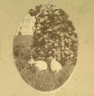 Ca.  1880 White Bunny Rabbit S Garden Pet S Outdoor Oval Photo S Amateur Stereo