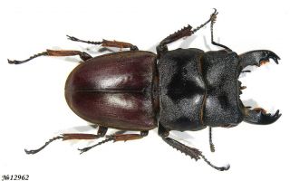 Coleoptera Lucanidae Lasiodorcus Taurus Taurus Indonesia Sumatra Male 48mm