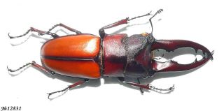 Coleoptera Lucanidae Prosopocoilus Mohnikei Indonesia Sumatra Male 52mm