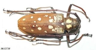 Coleoptera Cerambycidae Batocera Victoriana Indonesia Sumatra Female 58mm