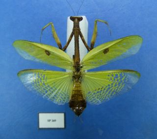 Mantidae Mantodea ; Mantidae Sp269 Unmonted / French Guiana