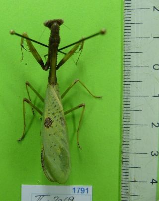 MANTIDAE MANTODEA ; Mantidae sp269 unmonted / French Guiana 2