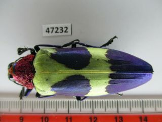 47232.  Buprestidae,  Chrysochroa Sp?.  Vietnam Central