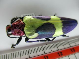 47232.  Buprestidae,  Chrysochroa sp?.  Vietnam Central 2