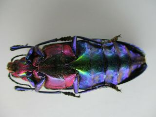 47232.  Buprestidae,  Chrysochroa sp?.  Vietnam Central 3