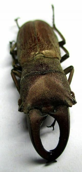 O001 Lucanidae: Cyclommatus Suzumurai Male 28.  5mm