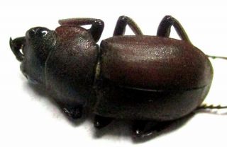 G028 Lucanidae: Prosopocoilus (aphanognathus) Hiekei Male 13.  5mm