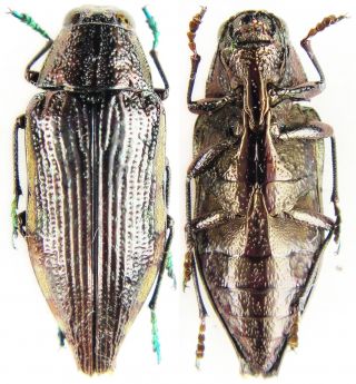 Insect - Buprestidae Polybothris Sp.  (??) No.  19 - Madagascar - 20mm.