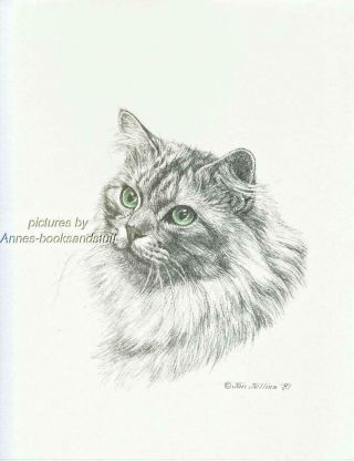 298 Silver Long Haired Tabby Cat Art Print Pen & Ink Drawing By Jan Jellins