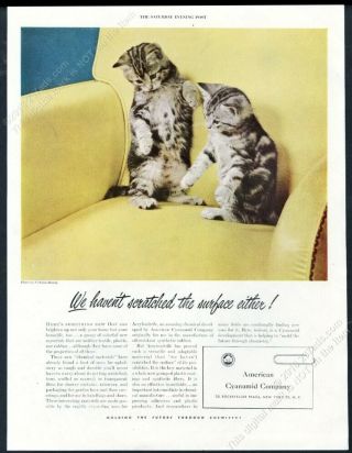 1948 Kitten Cat Cute Color Photo American Cyanamid Vintage Print Ad
