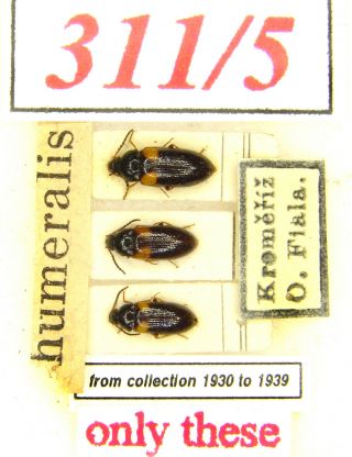 311 - 5 Tenebrionidae - Mycetochara Humeralis (fabricius,  1787)