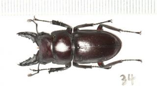 Lucanidae Prosopocoilus Spencei 34mm Tibet