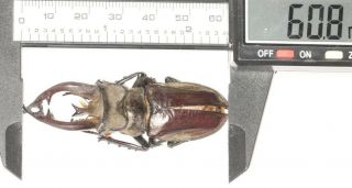 Lucanidae Lucanus Thibetanus Gennestieri 60.  8mm W.  Yunnan