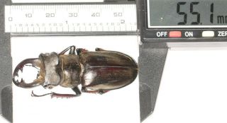 Lucanidae Lucanus Langi 55.  1mm Tibet
