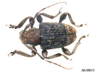Coleoptera Cerambycidae Gen.  Sp.  Peru 11mm