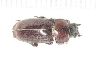 Lucanidae Dorcus Heyangi N.  Sp.  F Tibet