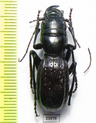 Cicindelinae,  Amblycheila Hoversoni,  Usa A2/b