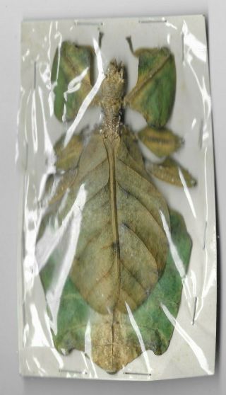 Large Phyllium Giganteum Leaf Insect - Unmounted - Maylasia - Friendly Price