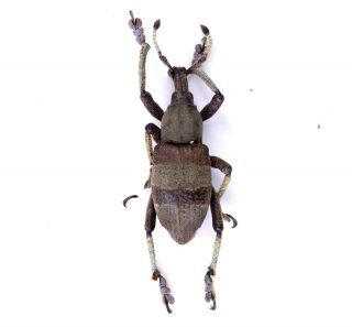 Eupholus Dhuyi - Curculionidae 21mm From Simbu Province,  Papua Guinea Png