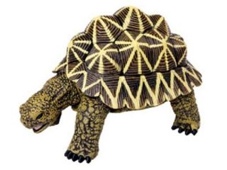 4d Master Puzzle Toy / Figure Reptiles World Indian Starred Tortoise