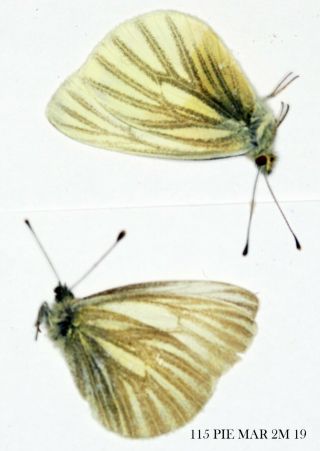Insect Butterfly Nymphalidae Pieridae Pieris Marginalis - 2 X Male 115 Pie Mar 2m