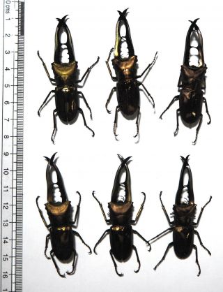 Lucanidae.  6 X Cyclommatus Metallifer Finae. ,  60mm Peleng Is