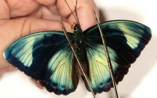 Nymphalidae Euphaedra Viridicaerulea Male From Cameroon