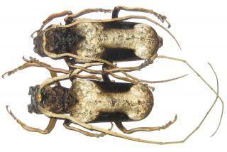 Cerambycidae Petrognatha Gigas Pair A1 63mm (ivory Coast)