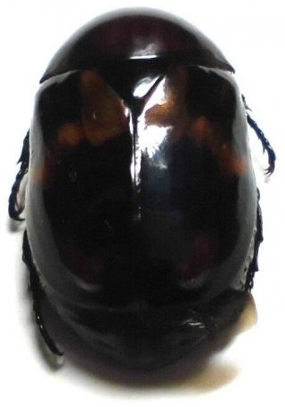 Parastasia Species 19mm Aq200 Rutelinae Beetles