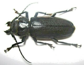 Cerambycidae Prioninae Physopleurus Rugosus 56mm 3 From PerÚ
