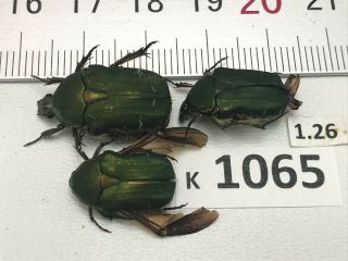 K1065 Unmounted Beetles Insects Rutelinae Vietnam Central