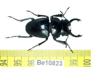 Odontolabis Lucanidae Coleoptera Beetle Vietnam Be (10823)