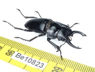 Odontolabis Lucanidae Coleoptera Beetle Vietnam Be (10823) 2