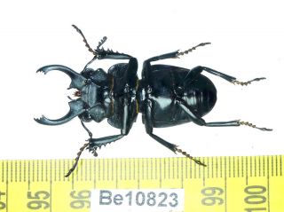 Odontolabis Lucanidae Coleoptera Beetle Vietnam Be (10823) 3
