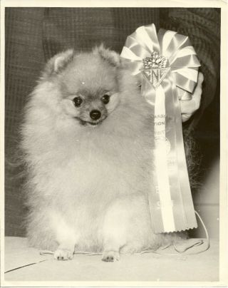 Pomeranian Full Body Shot Ben Burwell Vintage Dog Photo Best In Show