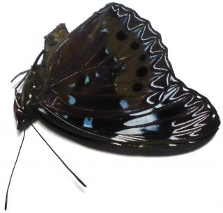 Dichorragia Nesimachus Leytensis Female 46mm Du13 Nymphalidae Butterflies