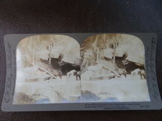 1904 Stereoview Bears At The Worlds Fair St Louis Mo
