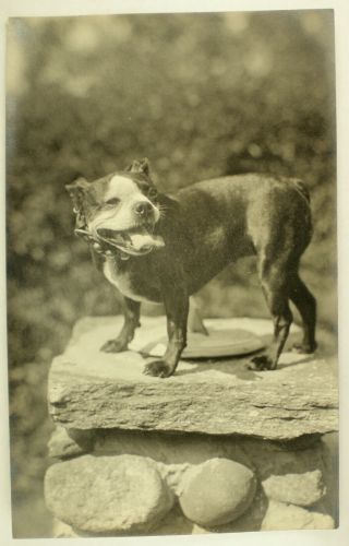 Vintage Rppc Pit Bull Terrier Real Photo Postcard Bulldog Dog